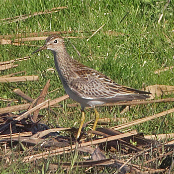 Pectoral Sandpiper