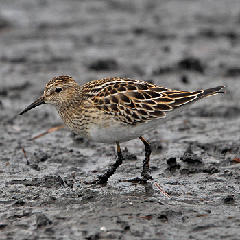 Pectoral Sandpiper