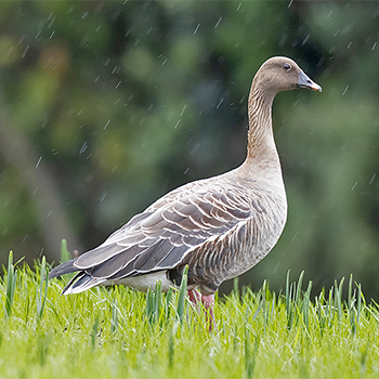 Pink-footed Goose