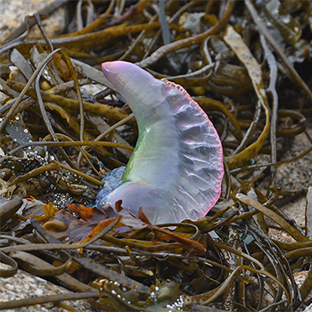 Portuguese Man-O-War