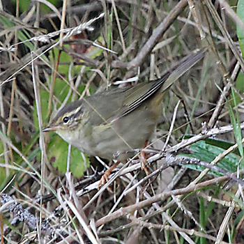 Radde's Warbler