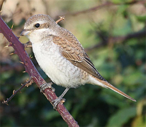 Red-backed Shrike