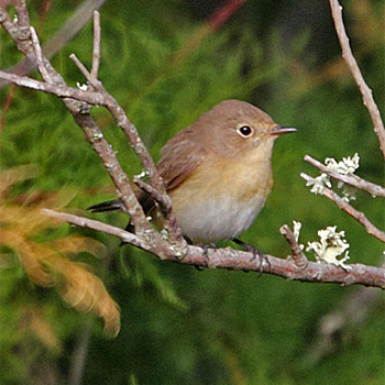 Red-breasted Flycatcher
