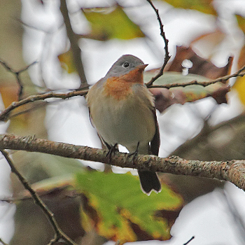 Red-breasted Flycatcher