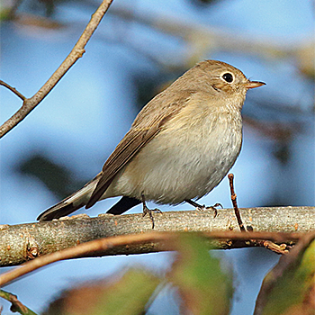 Red-breasted Flycatcher