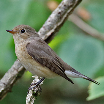 Red-breasted Flycatcher