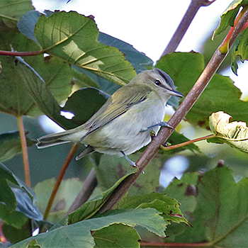 Red-eyed Vireo