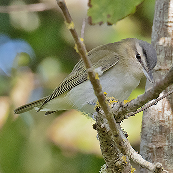 Red-eyed Vireo