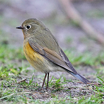 Red-flanked Bluetail
