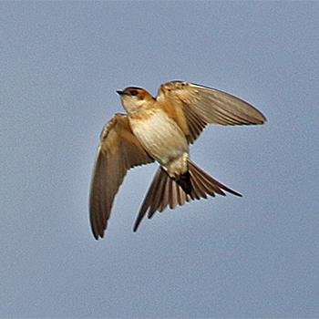Red-rumped Swallow