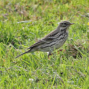 Red-throated Pipit