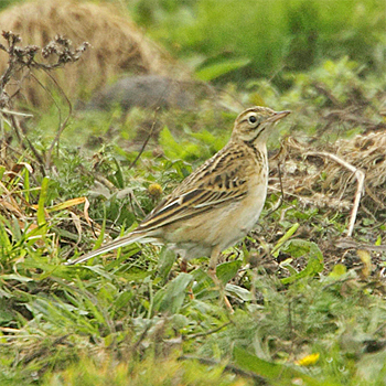 Richard's Pipit
