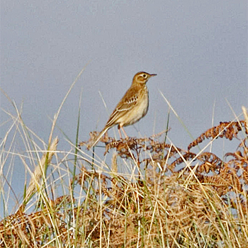 Richard's Pipit