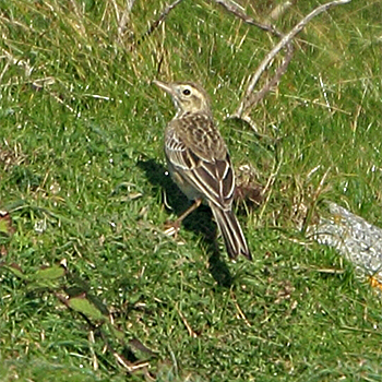 Richard's Pipit