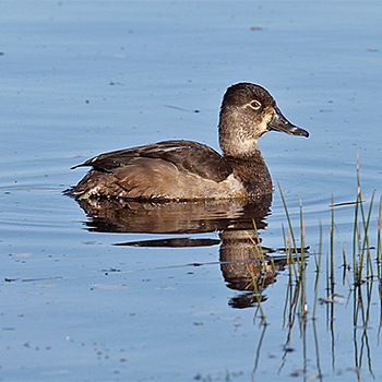 Ring-necked Duck