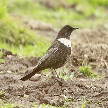 Ring Ouzel