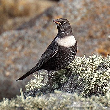 Ring Ouzel