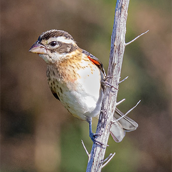 Rose-breasted Grosbeak