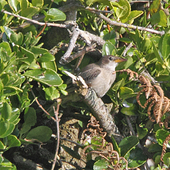 Rosy Starling
