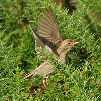 Rosy Starling
