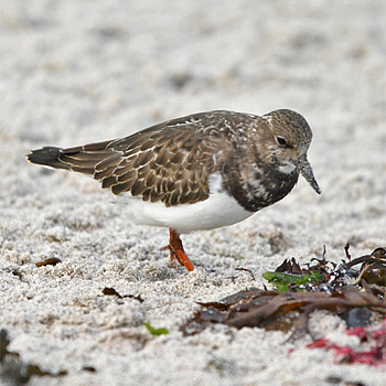Ruddy Turnstone