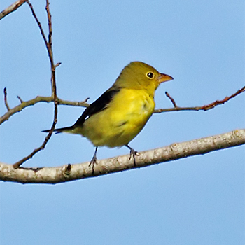 Scarlet Tanager