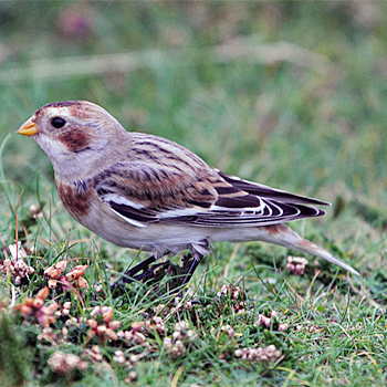Snow Bunting
