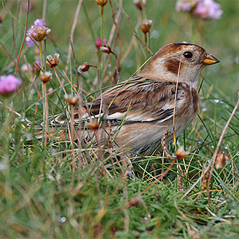 Snow Bunting