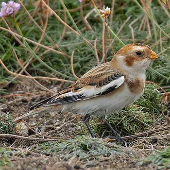 Snow Bunting