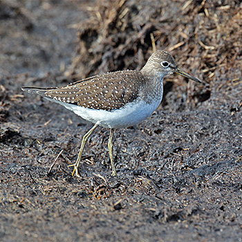 Solitary Sandpiper
