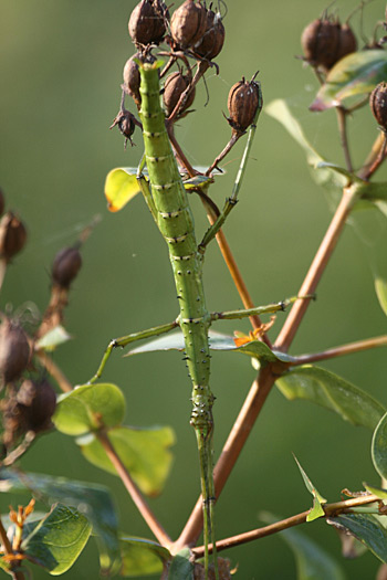 Spiny Stick Insect
