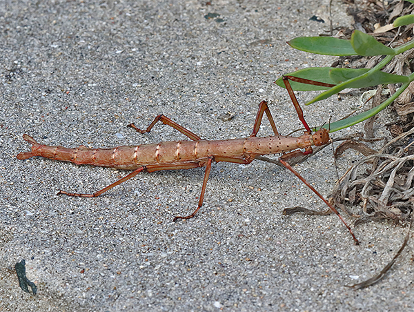 Spiny Stick Insect