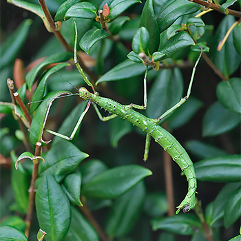 Spiny Stick Insect
