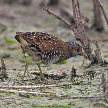 Spotted Crake