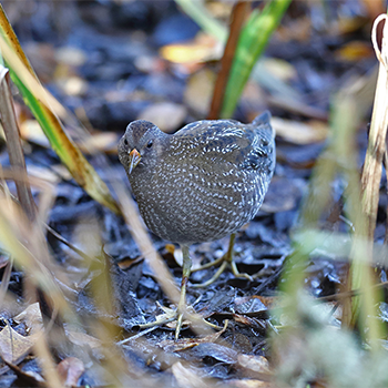 Spotted Crake