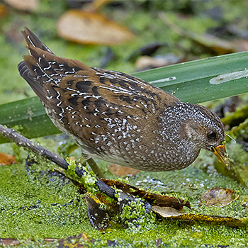 Spotted Crake