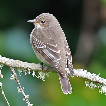 Spotted Flycatcher