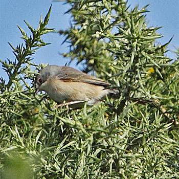 Subalpine Warbler