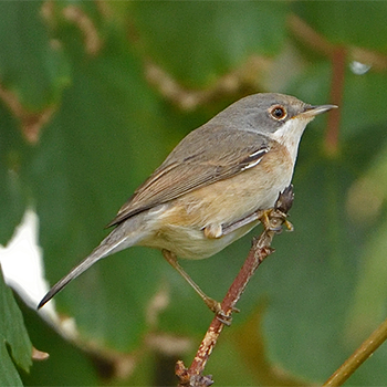 (Western) Subalpine Warbler