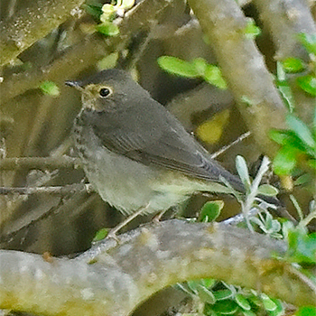 Swainson's Thrush