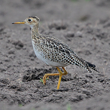 Upland Sandpiper