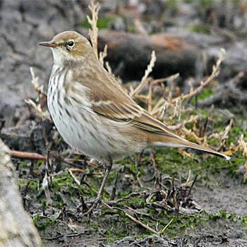 Water Pipit