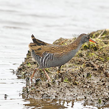 Water Rail