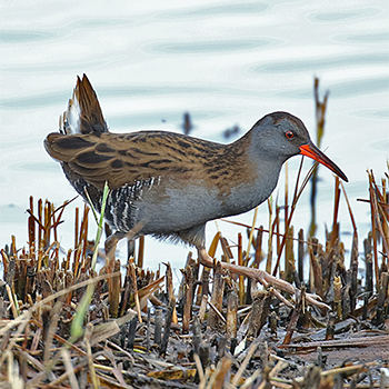Water Rail