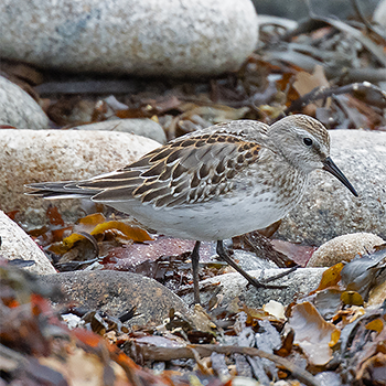 White-rumped Sandpiper