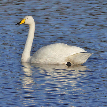 Whooper Swan