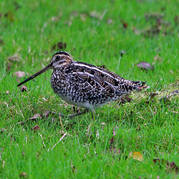 Wilson's Snipe