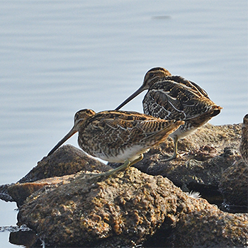 Wilson's (back) and Common Snipe