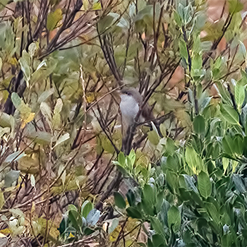 Yellow-billed Cuckoo