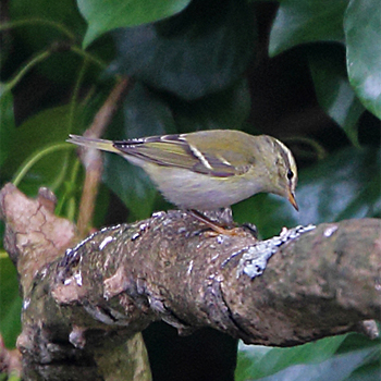 Yellow-browed Warbler